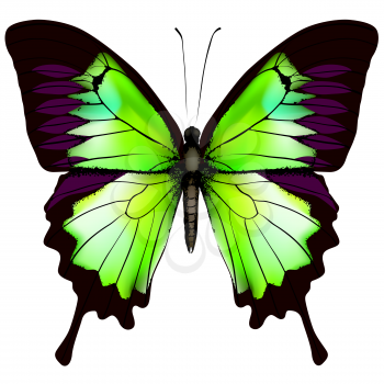 Butterfly. Vector illustration of beautiful green butterfly isolated on white background