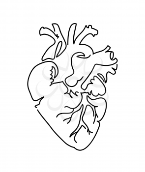 Heart icon isolated on white background. Line art illustration and sketch of human heart. Vector medical heart logo.
