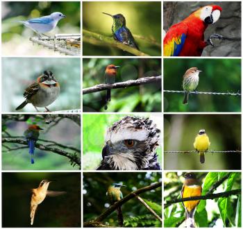Royalty Free Photo of a Bird Collage