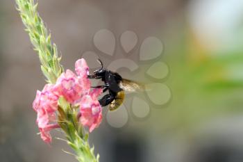 Royalty Free Photo of a Bee on a Flower