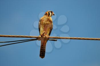 Royalty Free Photo of an American Kestrel (Falco Sparverius) on a Wire