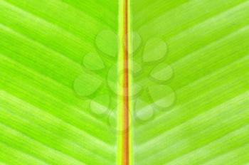 Royalty Free Photo of a Banana Tree Leaf