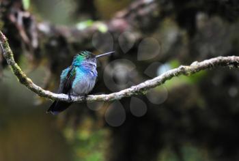 Royalty Free Photo of a Blue-Chested Hummingbird (Amazilia Amabilis)on a Tree Branch