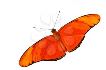 Royalty Free Photo of a Julia Heliconian( Dryas Iulia) Butterfly