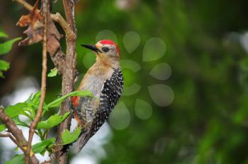  Red-crowned Woodpecker (Melanerpes rubricapillus wagleri) looking for insects on a tree trunk