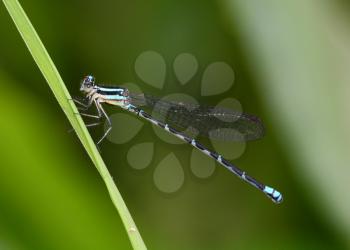 Common Bluetail Damselfly perched on a grass leaf
