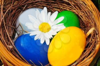 Macro shot of colorful easter eggs in a basket with a daysi flower in the middle 