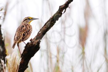 Beautiful Eastear Meadowlark ( Sturnella magna) perched on a tree branch