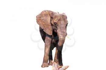 African elephant isolated on a white background
