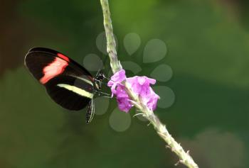 Beautiful Erato Heliconian ( Heliconious  erato) butterfly on a flower