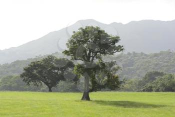 Big tree in the middle of a green field with mountains in the background
