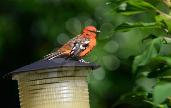 Beautiful Flame-colored Tanager (Piranga bidentata)  male perched on a garden lamp top