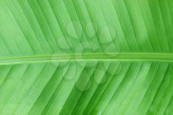 Banana tree leaf texture as background