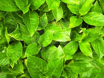 Macro shot of a  lushly green leaves of an hortensia plant