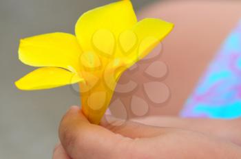 small child hand holding a yellow flower