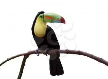 Keel-billed Toucan (Ramphastos sulfuratus brevicarinatus) on a branch isolated on white