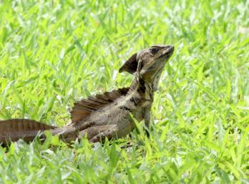 Young lizard walking across the grass