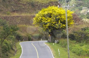Beautiful macano tree by the side of a mountain road in Panama
