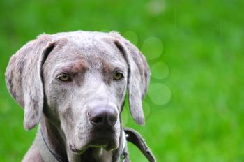Head close up of a beautiful weimaraner young female