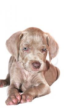 Weimaraner puppy isolated on a white background