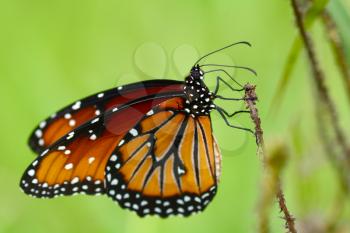 Beautiful Queen butterfly( Danaus gilippus thersippus)  perched on a grass stem