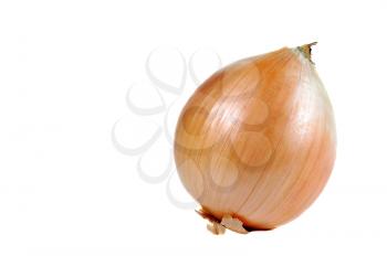 A single onion isolated on a white background