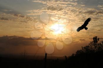 Eagle silhouette against a beautiful sunrise at El Valle de Anton, Panama.