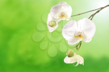 White orchid flowers isolated on a green background 