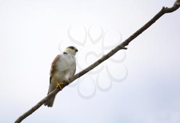Pearl Kite (Gampsonyx swainsonii) perched on a tree branch