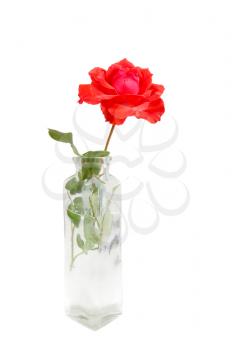 Red rose inside a crystal  flask isolated on white