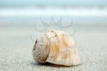 Small sea shell at a lonely tropical beach