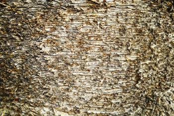 Macro shot of the bark of a huge tree