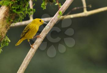 Beautiful  Yellow Warbler (Dendroica petechia )female perched on a tree branch