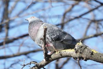 Common Wood Pigeon (Columba palumbus)  perched on a tree branch near the Eiffel Tower in Paris