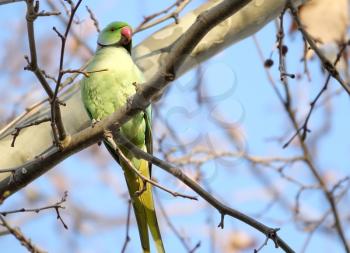 Beautiful Rose Ringed Parakeet  perched on a tree trunk in Barcelona, Spain.