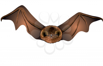 A close up of the small bat. Isolated on white.