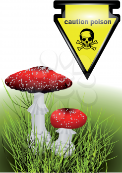 poisonous mushrooms amanita and sign pioson caution