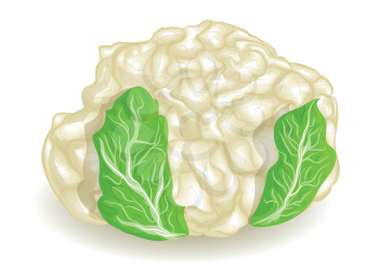 cauliflower isolated on white background. 10 EPS