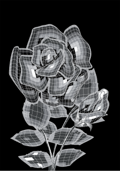 two roses isolated on a black background