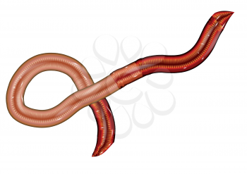 earthworm isolated on a white background. 10 EPS