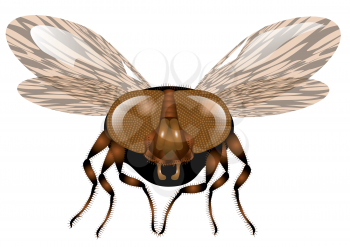 macro fly isolated on a white background