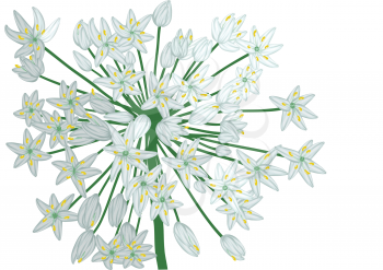 allium on white. stilyzed flower isolated on white background