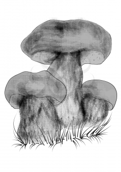 Boletus mushrooms isolated on the white background