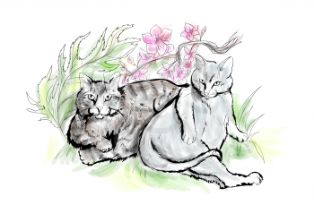 two fat cats with flower on whirte background