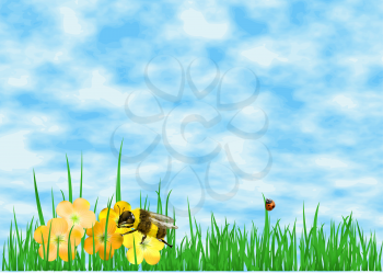 meadow wiht flowers  and sky