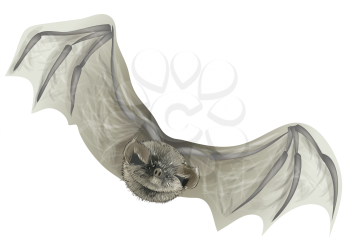 bat isolated on white. A close up of the flying bat