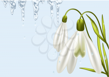 abstract spring background with snowdrop and ice