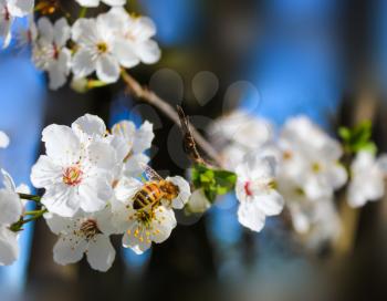 bee on a plum blossom in spring