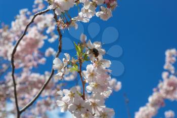 bumblebee on a blossoming cherry and blue sky
