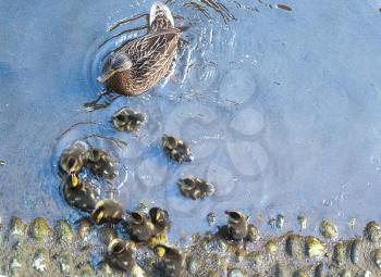 duck with ducklings on the water